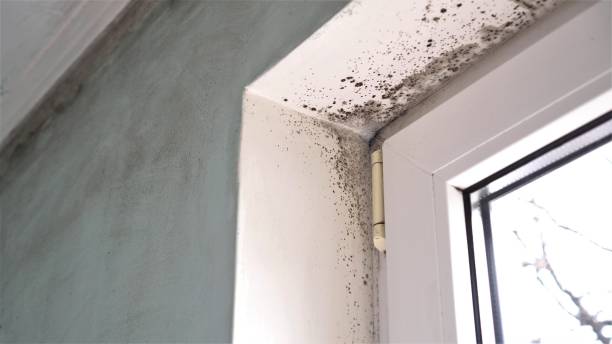 Best Mold Damage Repair  in Newark, OH
