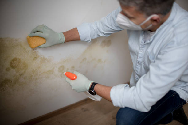 Best Mold Remediation  in Newark, OH