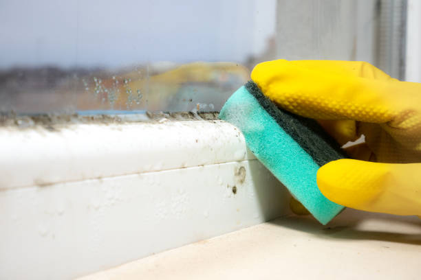 Best Best Mold Removal Companies  in Newark, OH