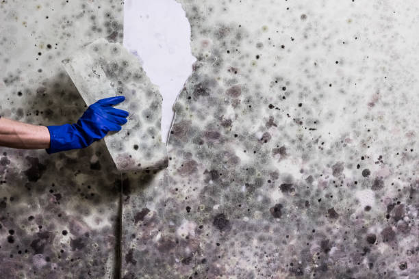 Mold Removal Process in Newark, OH