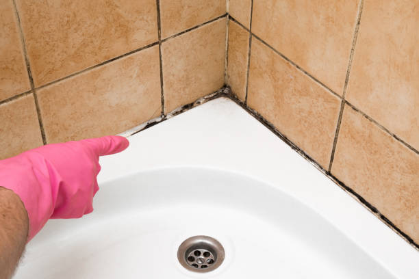 Mold Removal and Inspection in Newark, OH